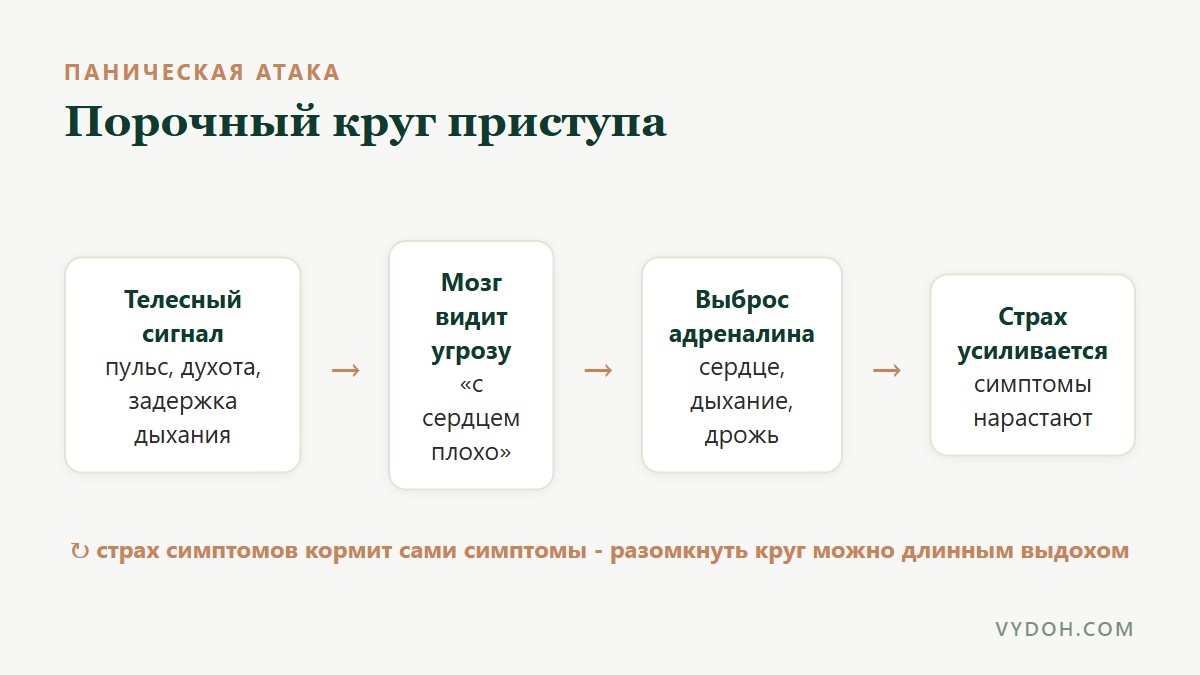 Порочный круг панической атаки: телесный сигнал, трактовка угрозы, адреналин, усиление симптомов, страх