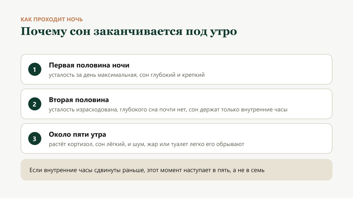 Как меняется сон за ночь: вечером давление сна высокое и сон глубокий, к утру усталость израсходована, растёт кортизол, и сон становится лёгким